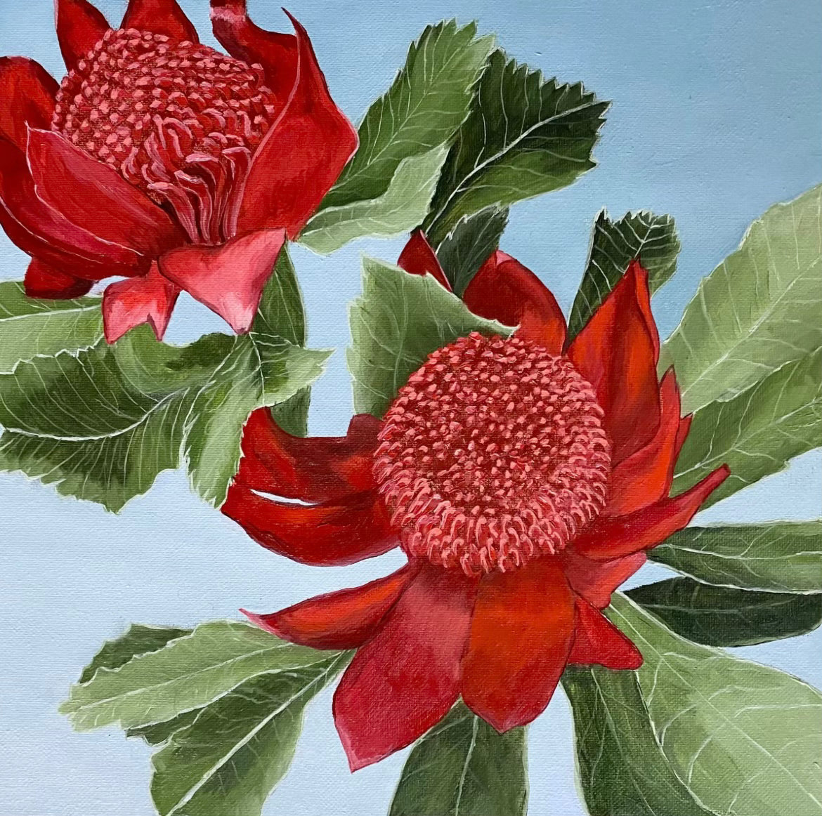 "Waratah" Greeting Card Eclectopia Gifts and Specialty Homewares