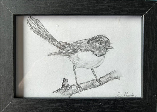 Willie Graphite pencil sketch Eclectopia Gifts and Specialty Homewares 